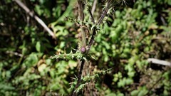 Cirsium jorullense
