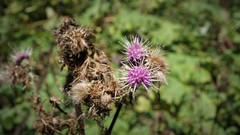 Cirsium jorullense