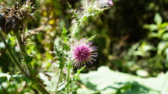 Cirsium jorullense
