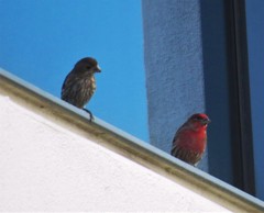 Haemorhous mexicanus