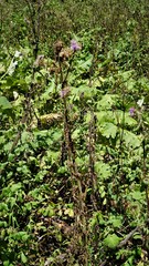 Cirsium jorullense