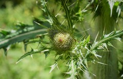 Cirsium jorullense