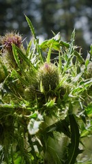Cirsium jorullense