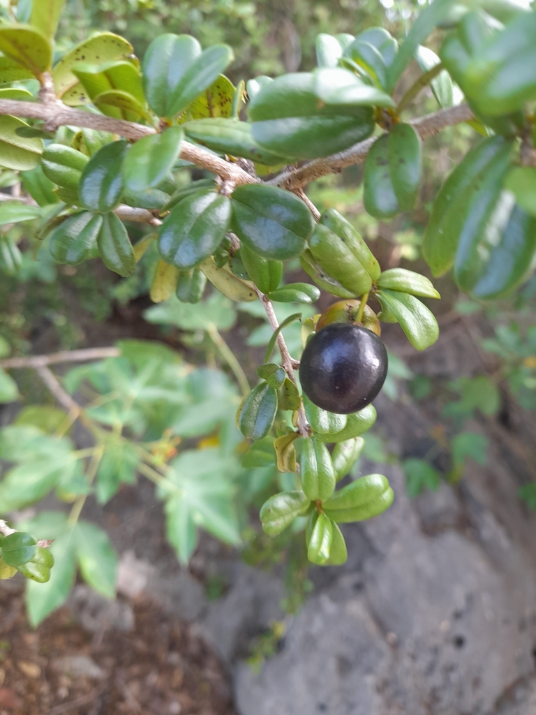 Sloe