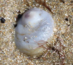 Sigapatella novaezelandiae