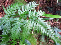 Pteris dispar