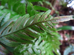 Pteris dispar