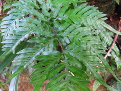 Pteris dispar