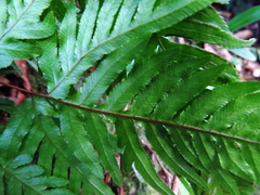 Pteris dispar