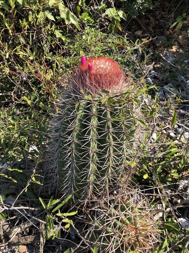 Melocactus caroli-linnaei