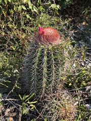 Melocactus caroli-linnaei