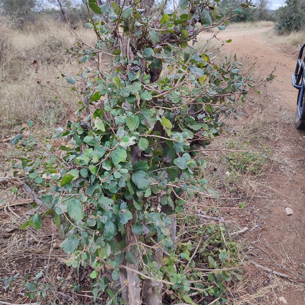 Sandpaper Saucerberry from Maruleng, South Africa on July 12, 2023 at
