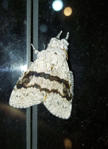 Section Calliteara rotundata · iNaturalist