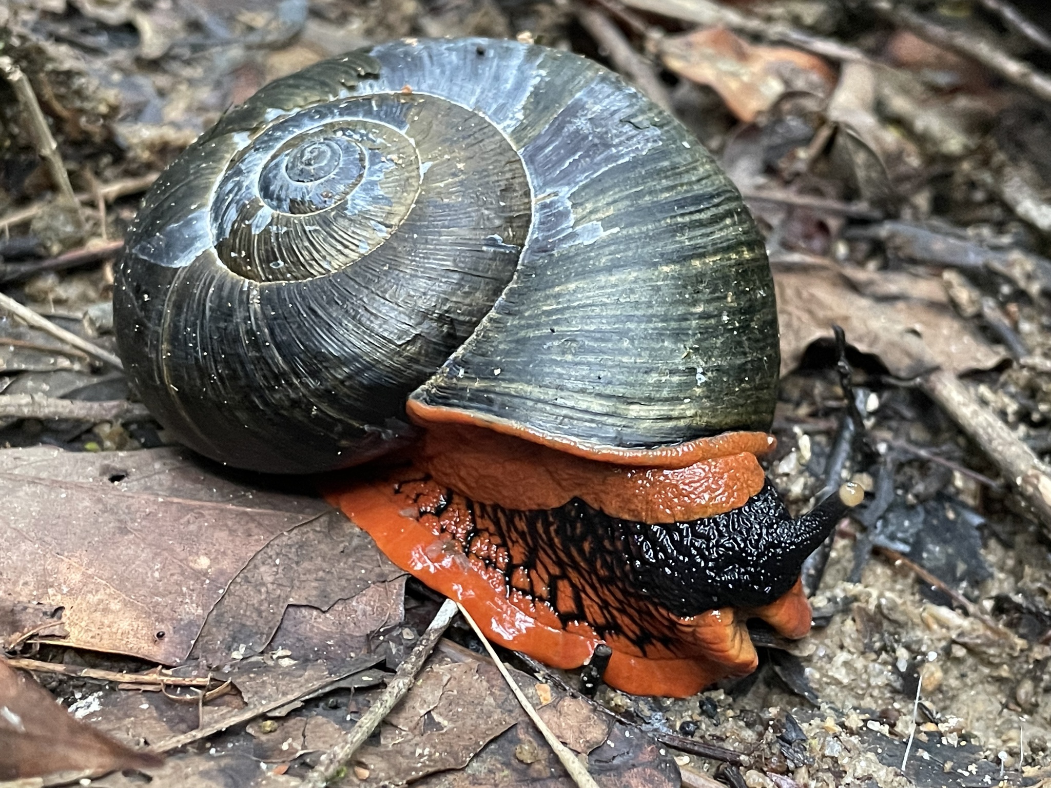 Capricorn Farms Ltd. - Malaysia's giant fire snail! In red and black,  attracts fear  well here it is scientifically named Platymma tweediei, a  snail endemic to Malaysian mountain forests🇲🇾