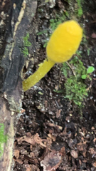 Leucocoprinus birnbaumii image