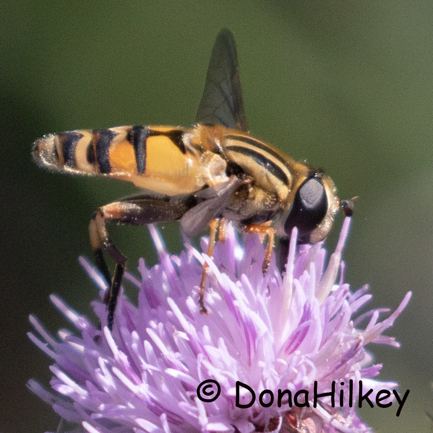 Broad-headed Marsh Fly from 6 miles SE of Meeker, Rio Blanco County, CO ...
