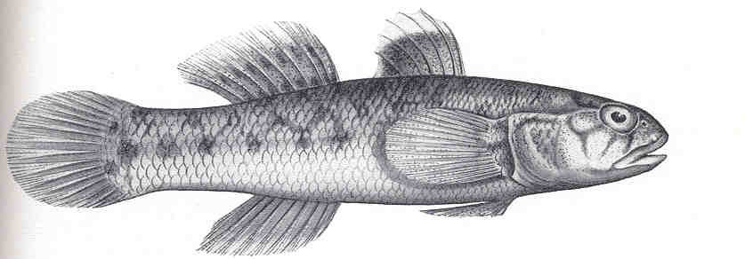 Blackspot Mangrove Goby