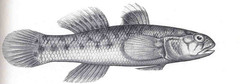 Blackspot Mangrove Goby photo 1
