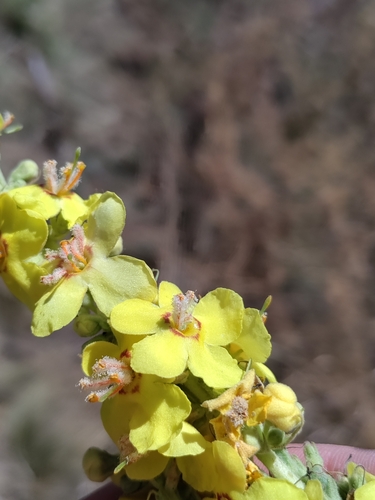 Image of Verbascum speciosum by (c) David Sandler, some rights reserved (CC BY)