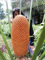 Cycas rumphii