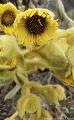 Espeletia grandiflora