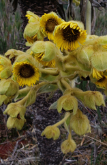 Espeletia grandiflora