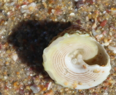 Coelotrochus viridis