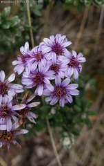 Linochilus phylicoides