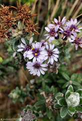 Linochilus phylicoides