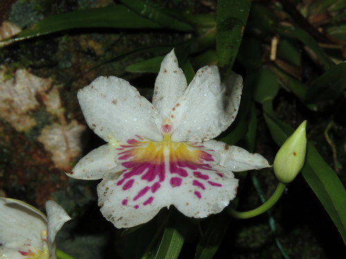 Foto de Orquídea Amor-perfeito