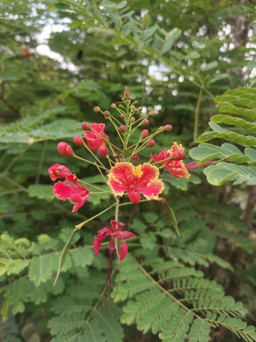peacock flower