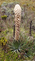 Puya trianae