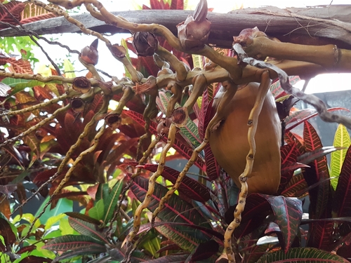 Cocos nucifera image