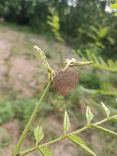 Common Acacia Blue