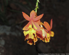 Epidendrum ibaguense