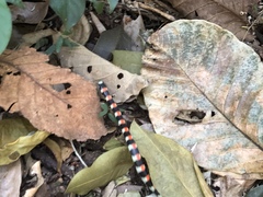 Scolecophis atrocinctus