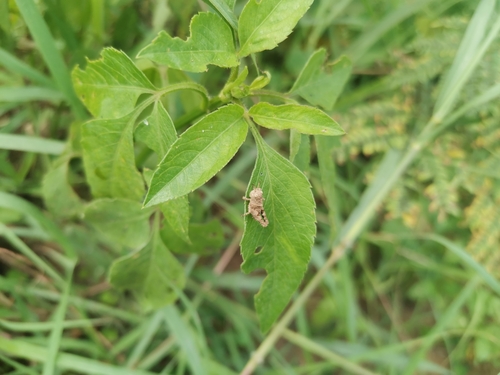 Carinate Locust