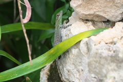 Anolis ignigularis