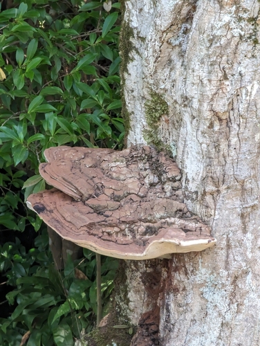 Ganoderma applanatum