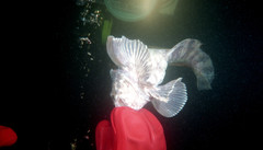 Nebulous Snailfish photo 4