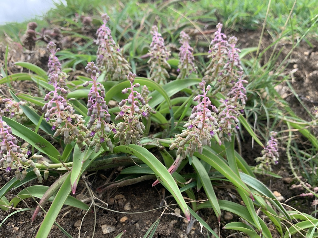 flowering-plants-from-ramanagara-ramanagara-ka-in-on-july-15-2023