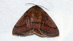Anthela connexa
