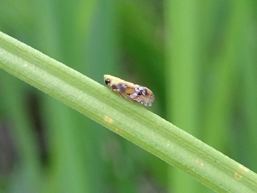 Tropidocephala brunnipennis observed 2023-07-17