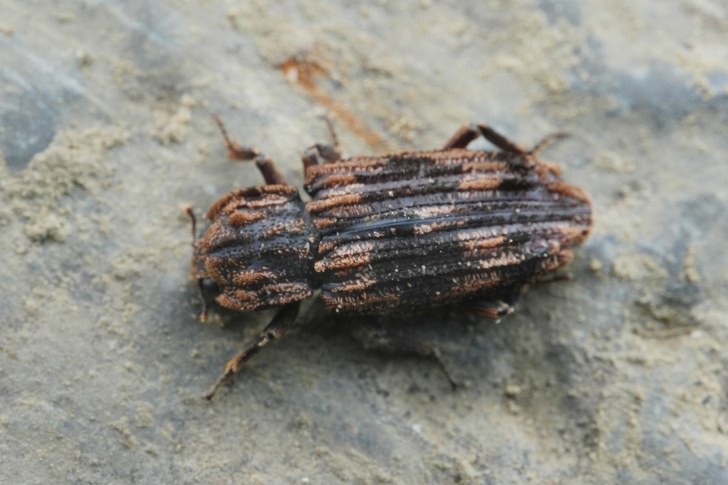 Bothriderini
