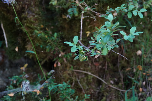Anania funebris