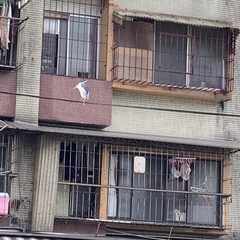 Nycticorax nycticorax