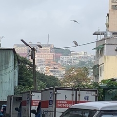 Nycticorax nycticorax