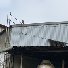 Nycticorax nycticorax