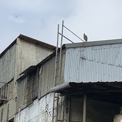 Nycticorax nycticorax