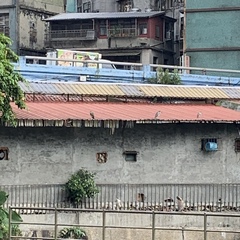 Nycticorax nycticorax